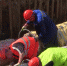 Видео - ТВН